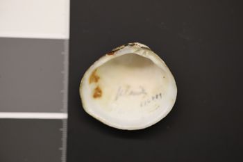 Media type: image;   Malacology 176889 Description: Dry specimen;